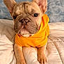 french_bulldog, puppy, dog, yellow_hoodie, blanket, bed, indoor, pet, cute, portrait, fur, ears, nose, paws, animal, small_dog, clothing, young_dog, resting, domestic_animal