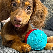 Beau joined the competition — help win amazing prizes! animal, ball, brown_dog, carpet, closeup, companion, couch, cozy, cute, dog, domestic_pet, floppy_ears, indoor, pet, playful, puppy, relaxed, tongue_out, toy, young_dog