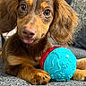 animal, ball, brown_dog, carpet, closeup, companion, couch, cozy, cute, dog, domestic_pet, floppy_ears, indoor, pet, playful, puppy, relaxed, tongue_out, toy, young_dog