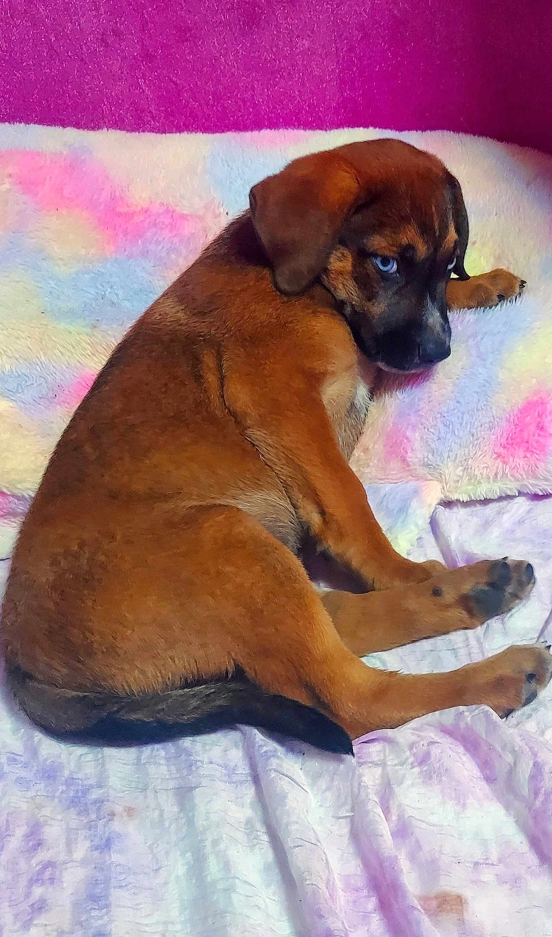 Gunner joined the competition — help win amazing prizes! puppy, dog, brown, blue_eyes, lying_down, blanket, colorful, fluffy, indoor, pet, cute, fur, animal, resting, side_view, young, canine, cozy, soft, wall