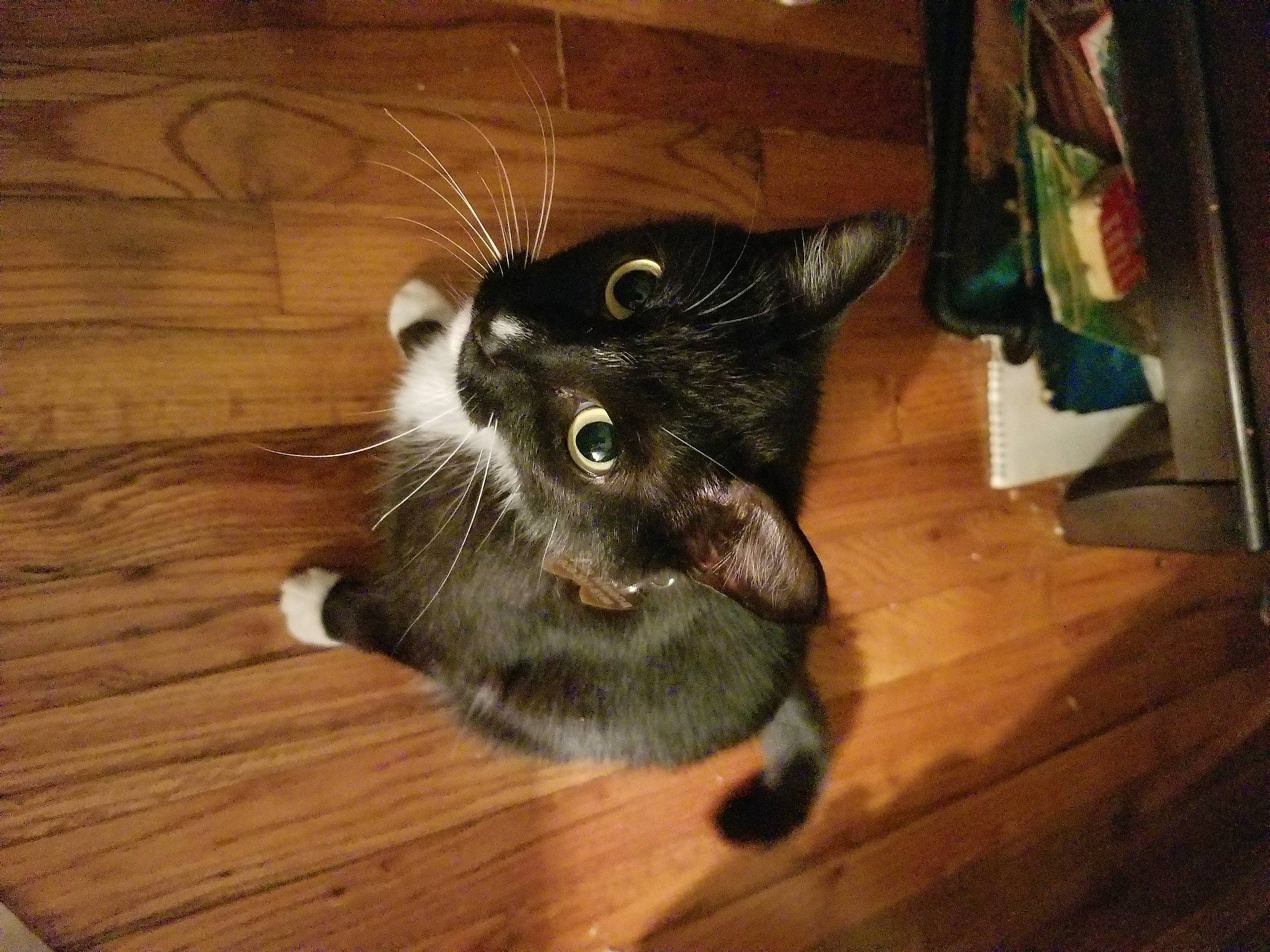 Miss Meena is registered to the contest to win money with this photo: american_curl, carnivore, cat, domestic_short_haired_cat, european_shorthair, felidae, flooring, fur, hardwood, kitten, mammal, small_to_medium_sized_cats, tail, whiskers, wood