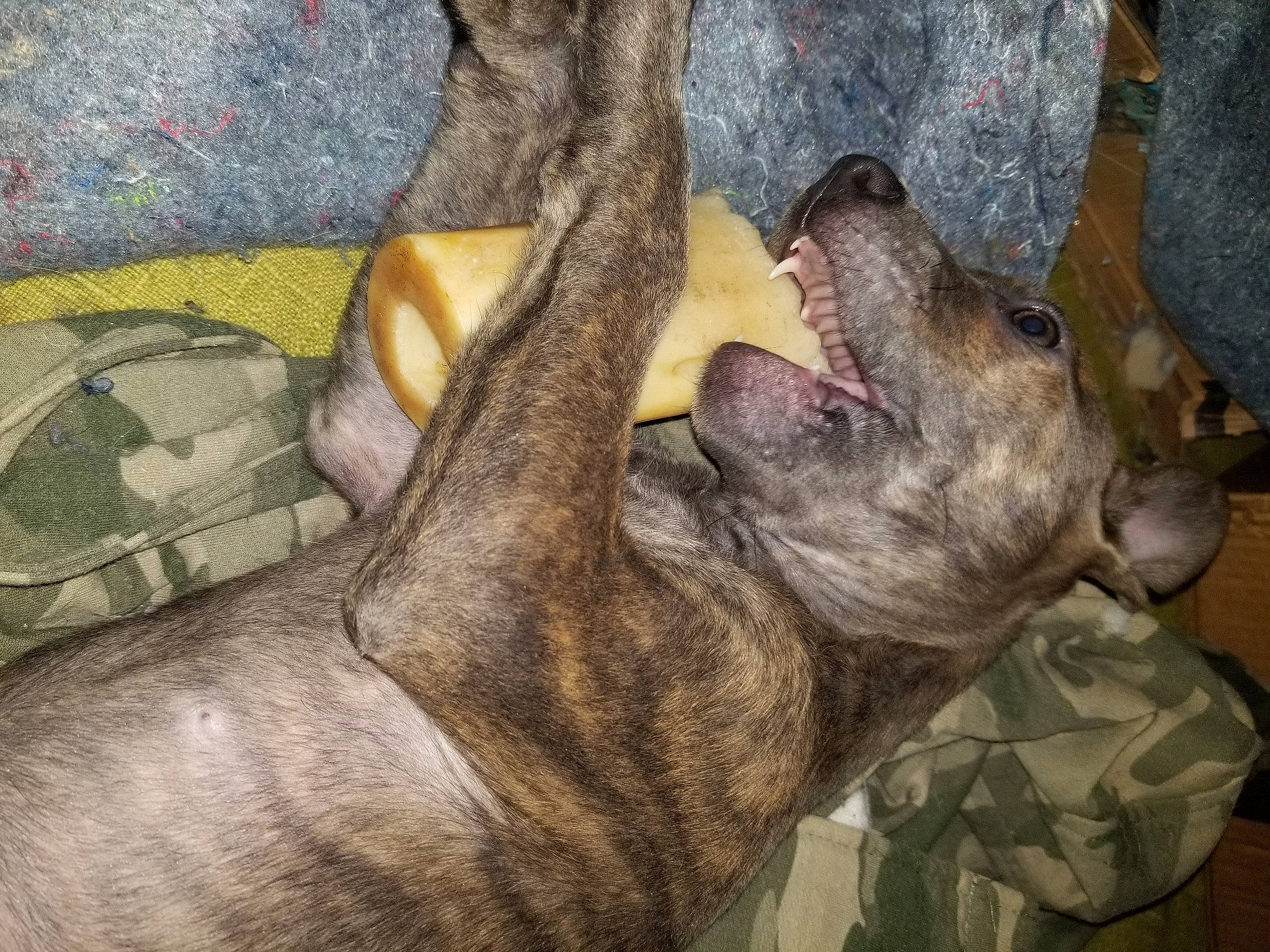 Miss Harley Quinn joined the competition — help win amazing prizes! canidae, carnivore, dog, dog_breed, fawn, non_sporting_group