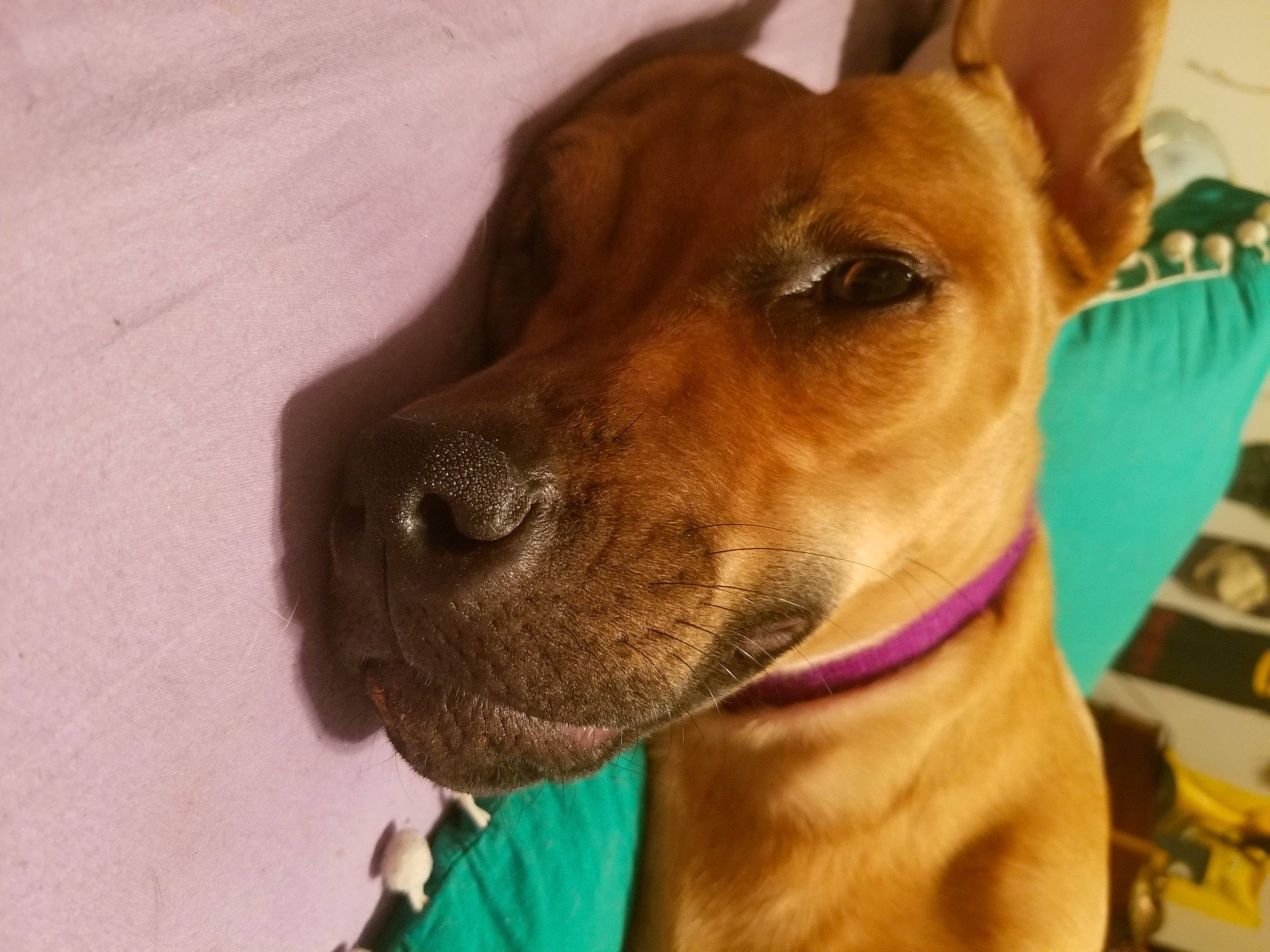 Miss Chloe joined the competition — help win amazing prizes! canidae, carnivore, dog, dog_breed, ear, fawn, mammal, miniature_pinscher, nose, pariah_dog, snout, thai_ridgeback, vertebrate