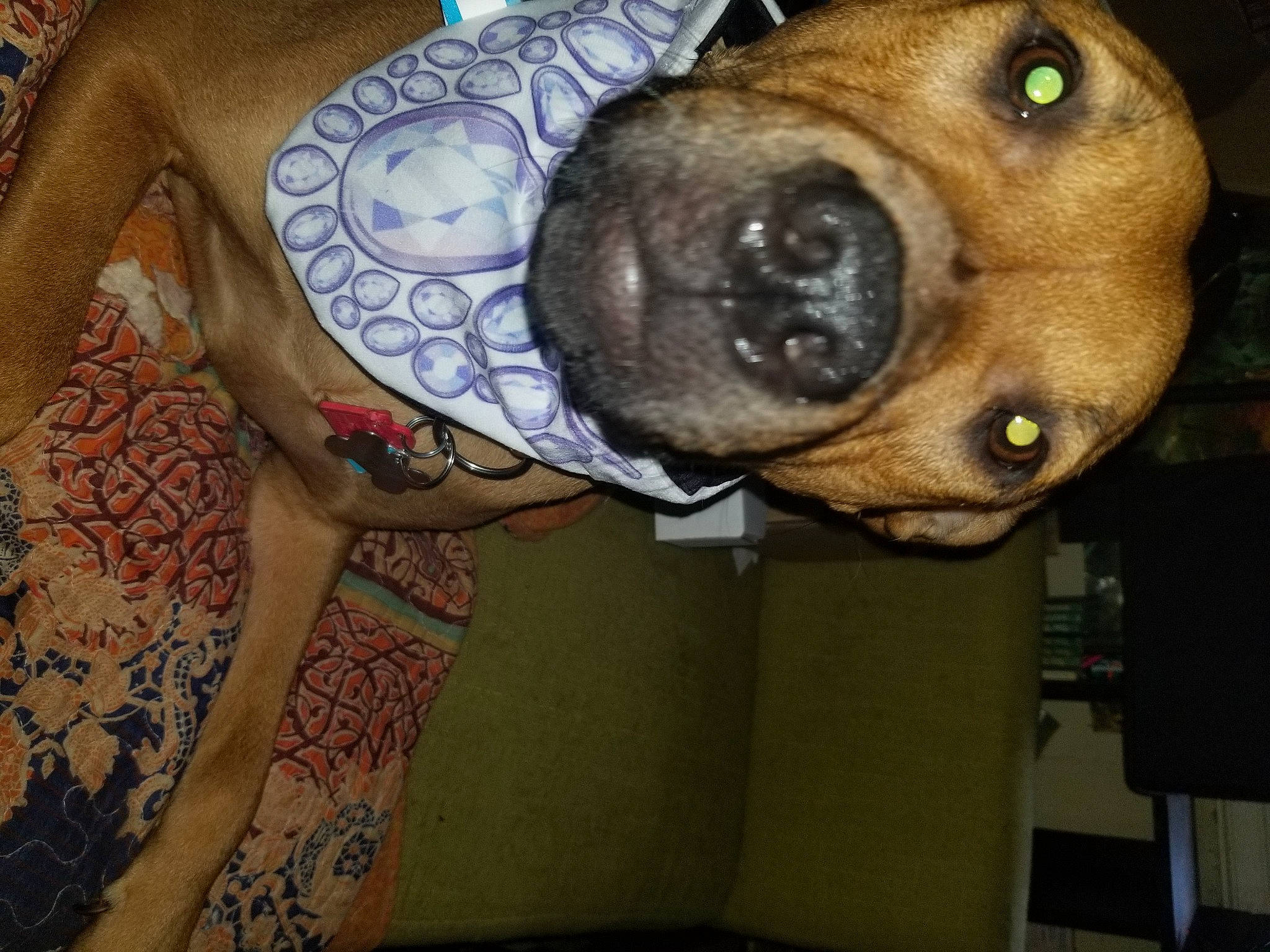 Miss Chloe is registered to the contest to win money with this photo: american_pit_bull_terrier, american_staffordshire_terrier, canidae, carnivore, dog, dog_breed, fawn, non_sporting_group, nose, pit_bull, shar_pei, snout, staffordshire_bull_terrier