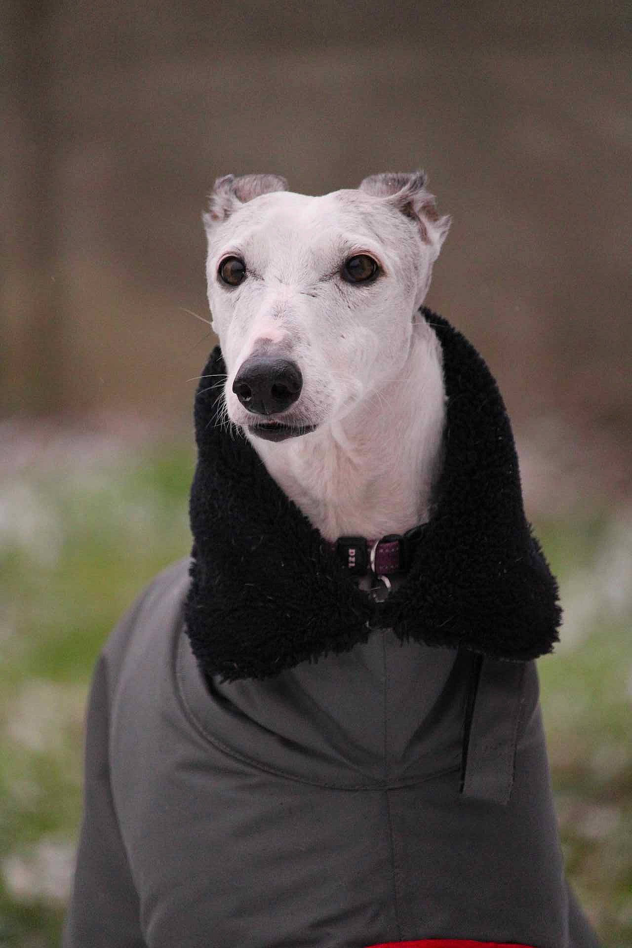 Ayana a rejoint le concours — aidez-le/la à gagner de superbes lots ! bull_terrier_miniature, canidae, carnivore, collar, companion_dog, dog, dog_breed, dog_collar, fashion_accessory, fawn, grass, grey, monochrome_photography, sleeve, snout, sporting_group, terrestrial_animal, terrier, whiskers, working_animal