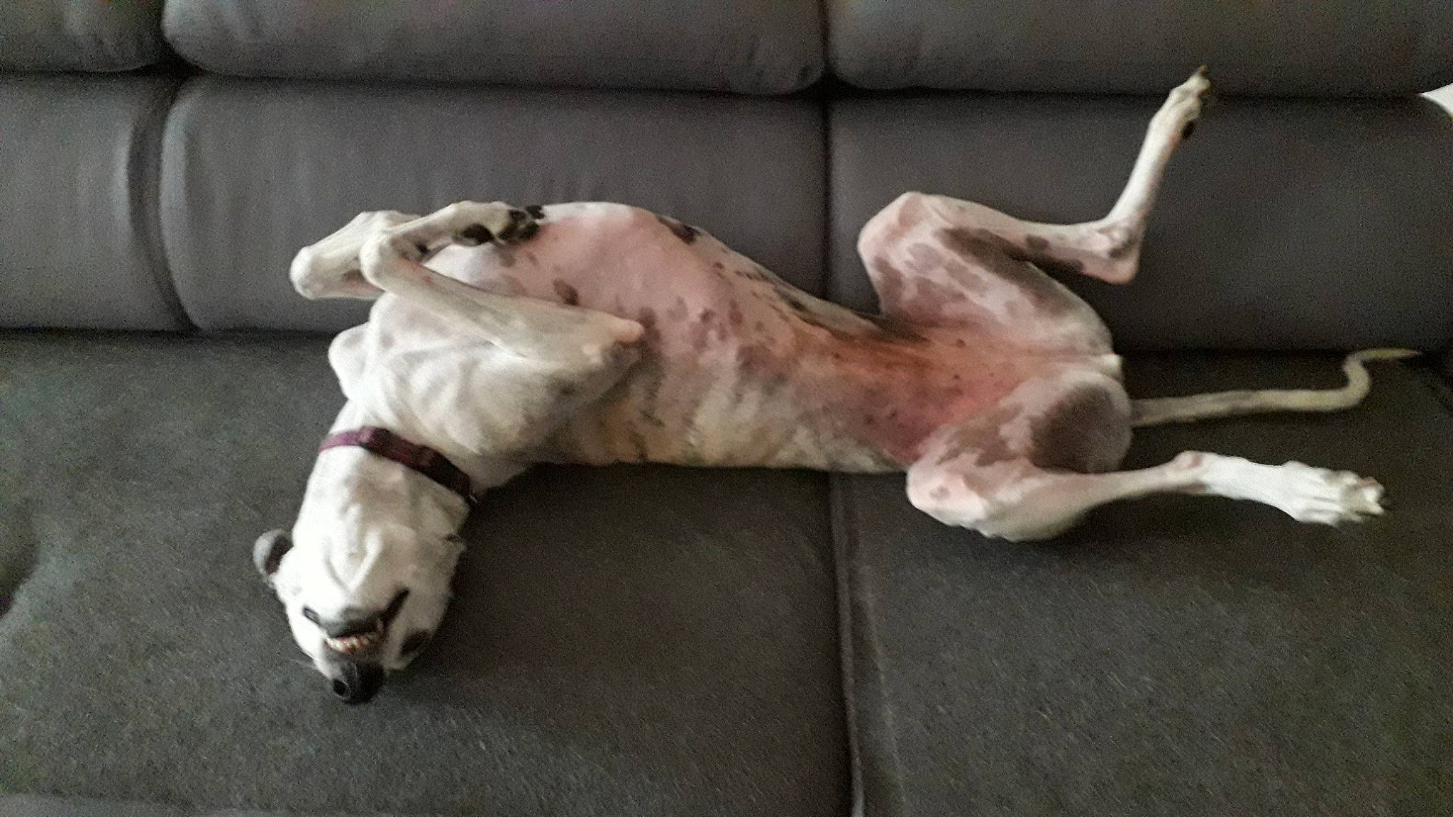 Ayana participe au concours pour gagner de l'argent avec cette photo : art, canidae, carnivore, comfort, companion_dog, couch, dog, dog_breed, dog_supply, fawn, fur, linens, liver, paw, pet_supply, snout, sporting_group, tail, wood, working_animal