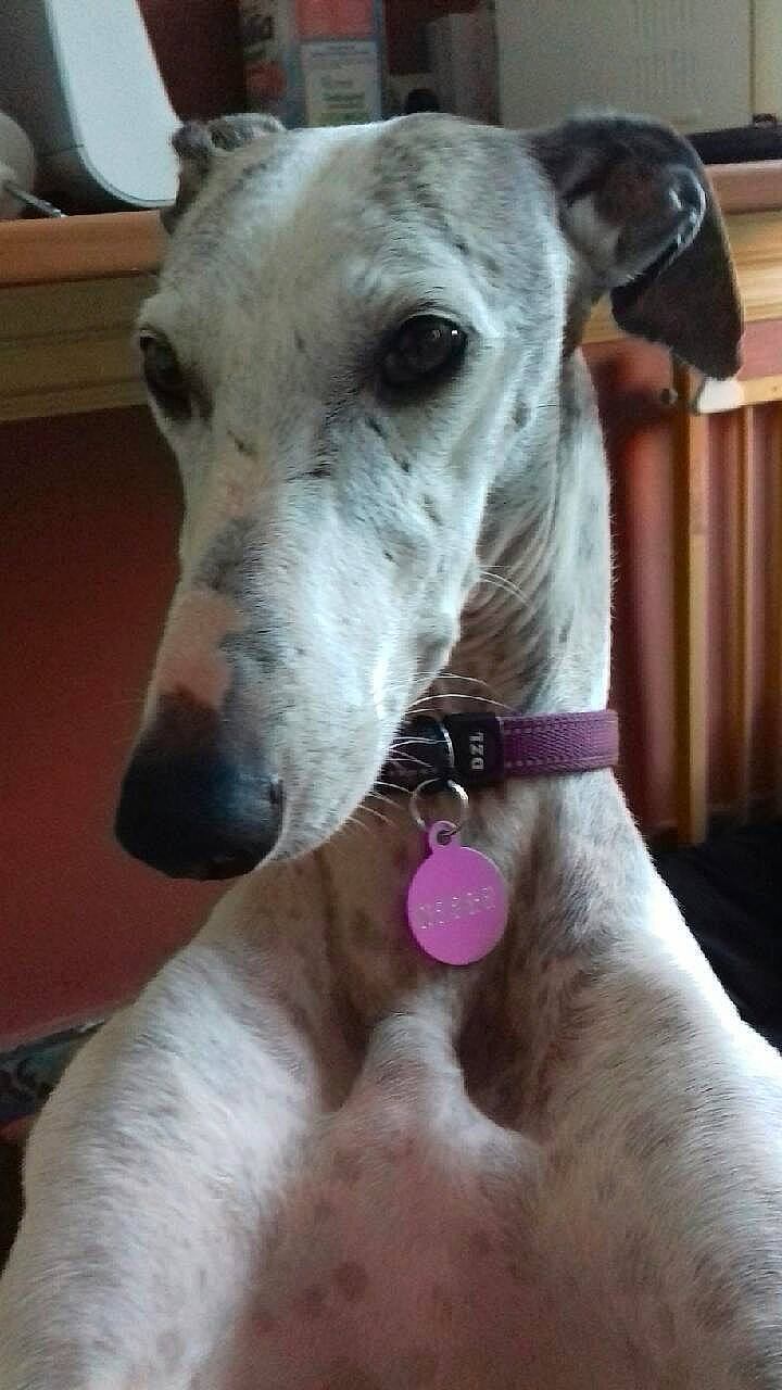 Ayana a rejoint le concours — aidez-le/la à gagner de superbes lots ! canidae, carnivore, collar, companion_dog, dog, dog_breed, dog_collar, dog_supply, fawn, giant_dog_breed, magyar_agar, non_sporting_group, pet_supply, rampur_greyhound, sighthound, snout, sporting_group, terrestrial_animal, whiskers, working_animal