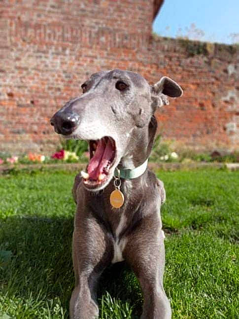 Fagan participe au concours pour gagner de l'argent avec cette photo : carnivore, collar, companion_dog, dog, dog_breed, dog_collar, dog_supply, grass, magyar_agar, plant, rampur_greyhound, sighthound, sky, snout, sporting_group, terrestrial_animal, whiskers, working_animal