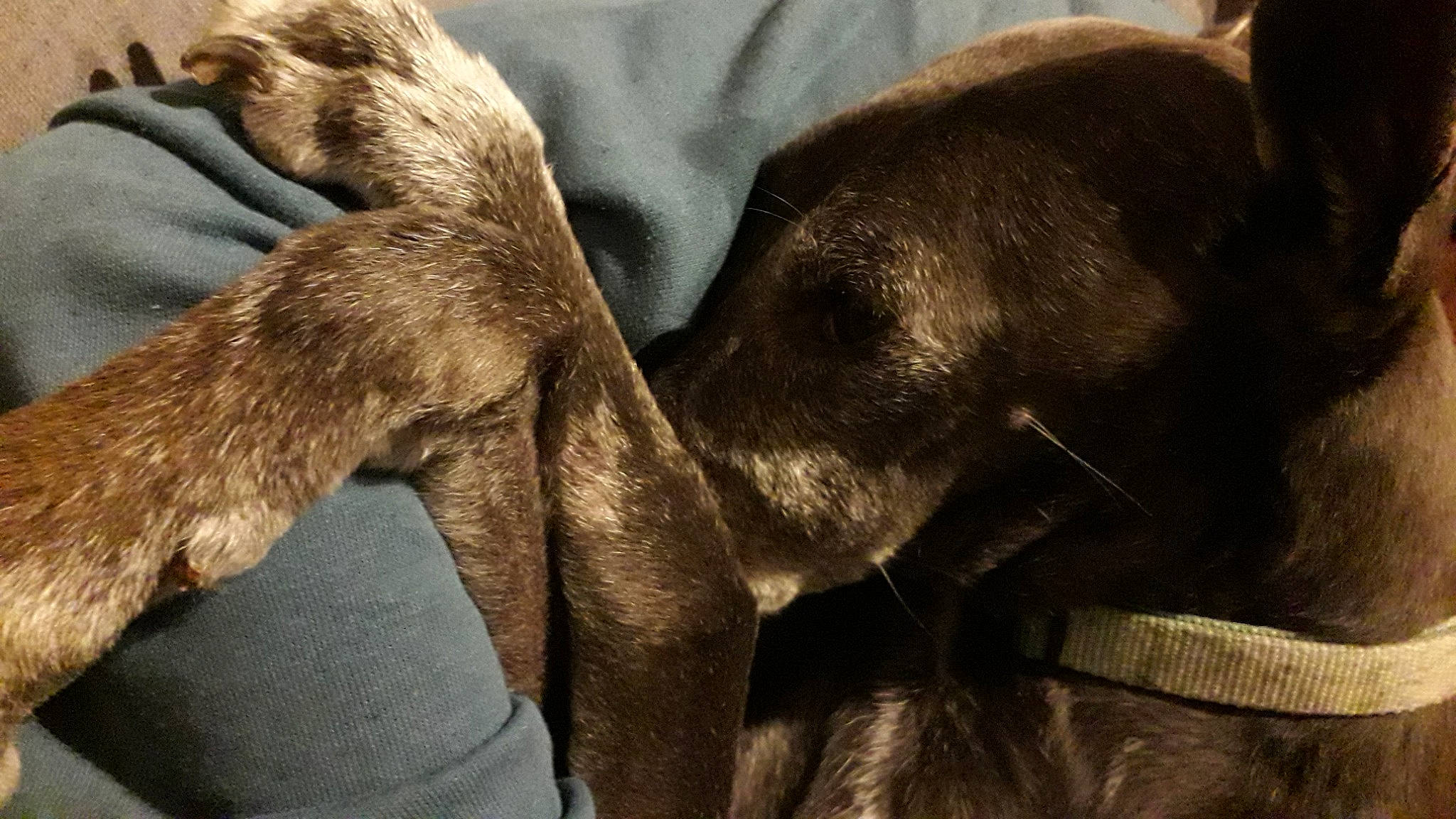 Fagan participe au concours pour gagner de l'argent avec cette photo : canidae, carnivore, comfort, companion_dog, dog, dog_breed, ear, fawn, fur, liver, nap, paw, snout, sporting_group, terrestrial_animal, whiskers, working_animal