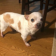 Snickers is registered to the contest to win money with this photo: accessories, animal, bulldog, canine, chihuahua, cockerspaniel, dog, hardwood, homedecor, hound, indoors, interiordesign, pet, plywood, puppy, rug, stainedwood, strap, whitedog, wood