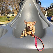 Maddie joined the competition — help win amazing prizes! dog, leash, playground, slide, outdoor, sunny, tree, house, pet, animal, daytime, suburban, gray, small_dog, leisure, park, expression, seat, plastic, happy