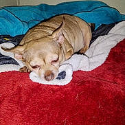 Maddie is registered to the contest to win money with this photo: dog, chihuahua, small_dog, sleeping, lying_down, pet, animal, tan_fur, bed, blanket, red_blanket, blue_blanket, cozy, indoors, resting, closed_eyes, snout, ears, portrait, cute