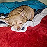 dog, chihuahua, small_dog, sleeping, lying_down, pet, animal, tan_fur, bed, blanket, red_blanket, blue_blanket, cozy, indoors, resting, closed_eyes, snout, ears, portrait, cute