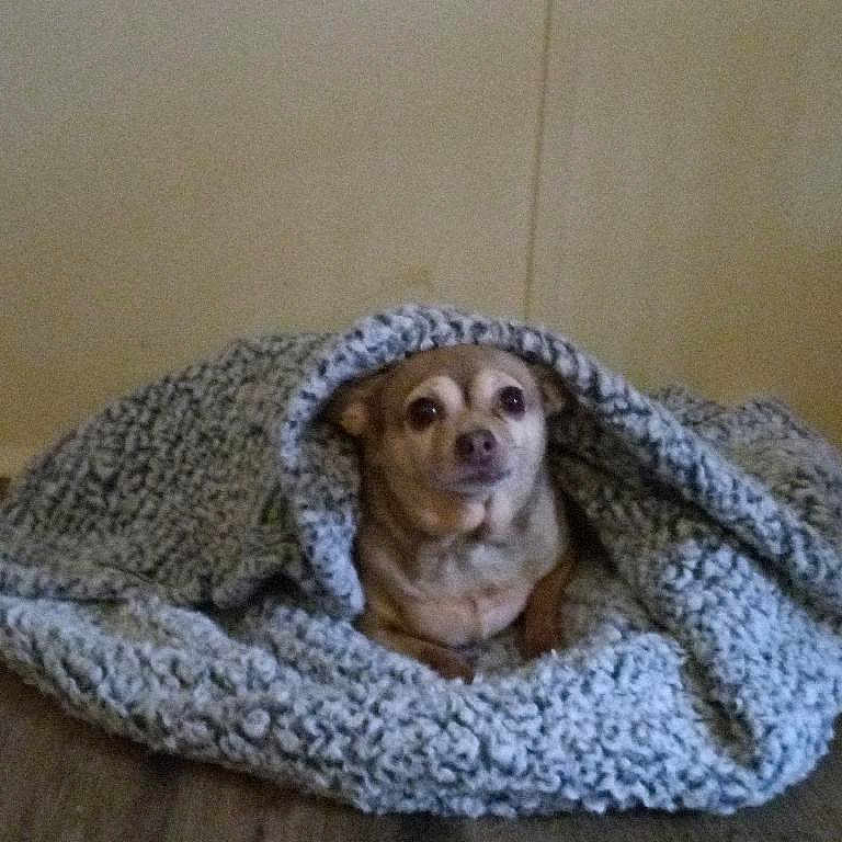 Maddie is registered to the contest to win money with this photo: animal, beagle, blanket, canine, chihuahua, cockerspaniel, dog, dogbed, homedecor, hound, pet, puppy, quilt