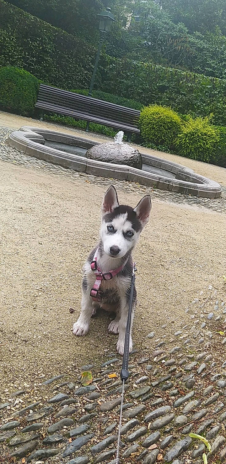 Laika a rejoint le concours — aidez-le/la à gagner de superbes lots ! carnivore, collar, companion_dog, dog, dog_breed, dog_collar, dog_supply, fawn, grass, leash, pet_supply, plant, road_surface, sidewalk, snout, soil, sporting_group, tail, tree, working_animal