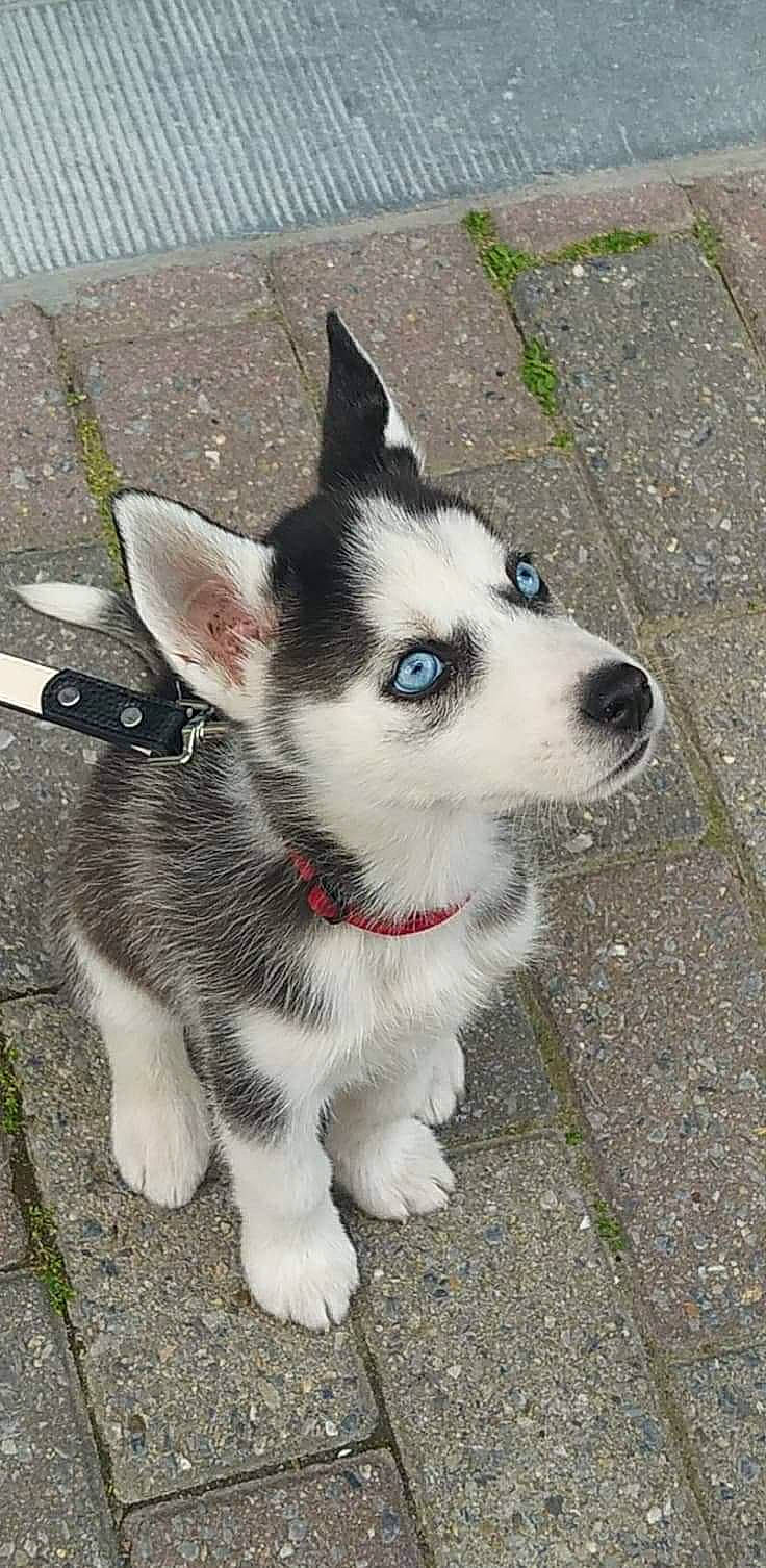 Laika
