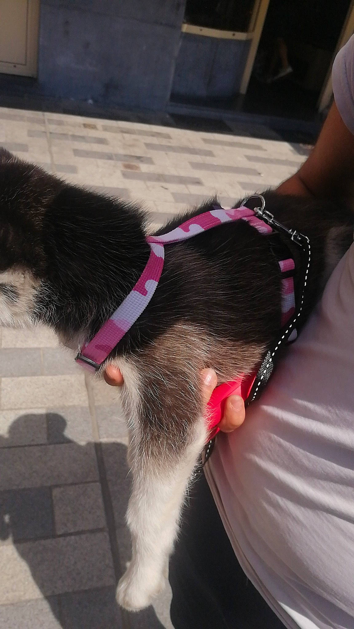 Laika a rejoint le concours — aidez-le/la à gagner de superbes lots ! carnivore, collar, companion_dog, dog, dog_breed, fawn, felidae, foot, human_leg, knee, leash, leg, pet_supply, small_to_medium_sized_cats, snout, sporting_group, tail, thigh, whiskers, working_animal