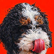 Rocky is registered to the contest to win money with this photo: brown_eyes, canine, close_up, curly_fur, dog, expressive, fluffy, fur, headshot, licking, muzzle, orange_background, pet, playful, playful_expression, portrait, studio_shot, tongue, tricolor, whiskers