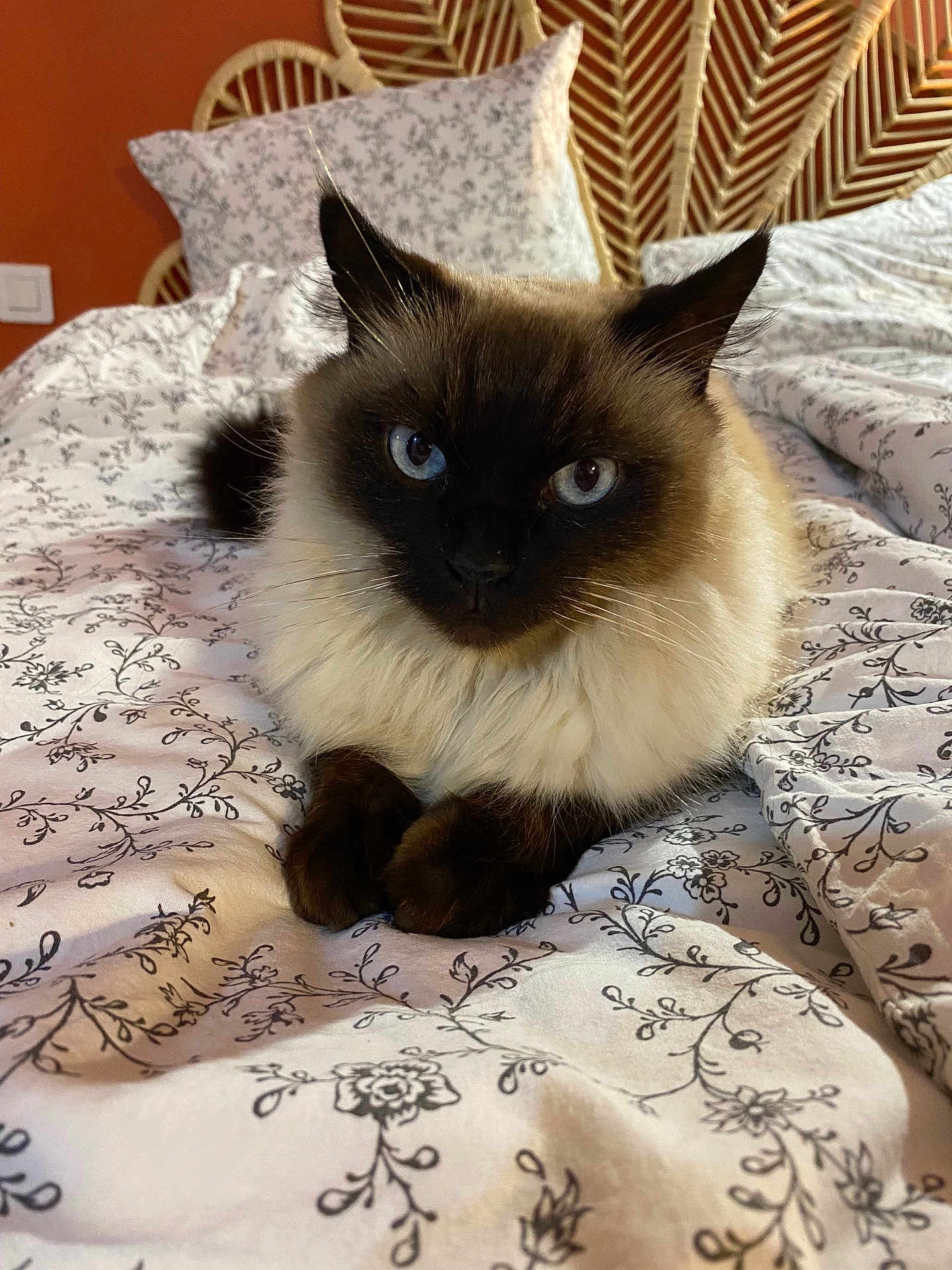 Olaf a rejoint le concours — aidez-le/la à gagner de superbes lots ! cat, blue_eyes, fluffy, bed, bedspread, floral_pattern, indoor, pet, animal, resting, feline, cozy, fur, paws, head, ears, closeup, home, comfort, portrait