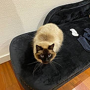 Olaf a rejoint le concours — aidez-le/la à gagner de superbes lots ! cat, siamese_cat, blue_eyes, feline, pet, indoor, bench, black_velvet, wooden_floor, white_wall, cozy, fur, whiskers, sock, home, animal, cute, alert, domestic, resting