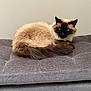 Olaf a rejoint le concours — aidez-le/la à gagner de superbes lots ! cat, siamese, blue_eyes, fluffy, fur, pet, indoor, bench, cushion, gray, relaxed, animal, feline, resting, cute, whiskers, tail, looking, cozy, home