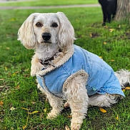 Benjy participe au concours pour gagner de l'argent avec cette photo : dog, white_dog, blue_jacket, grass, park, tree, leaves, outdoor, pet, canine, sitting, fur, nature, cold_weather, cute, animal, daytime, mammal, leafy_ground, portrait