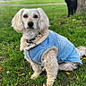 animal, blue_jacket, canine, cold_weather, cute, daytime, dog, fur, grass, leafy_ground, leaves, mammal, nature, outdoor, park, pet, portrait, sitting, tree, white_dog
