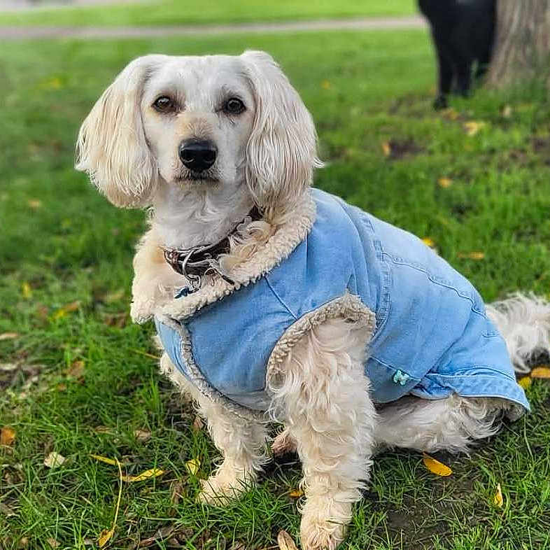 Benjy
