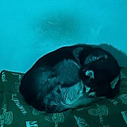 Luna Willow is registered to the contest to win money with this photo: animal, bear, blackbear, canine, cat, couch, cushion, dog, face, furniture, head, homedecor, hound, husky, indoors, person, pet, pig, puppy, sleeping