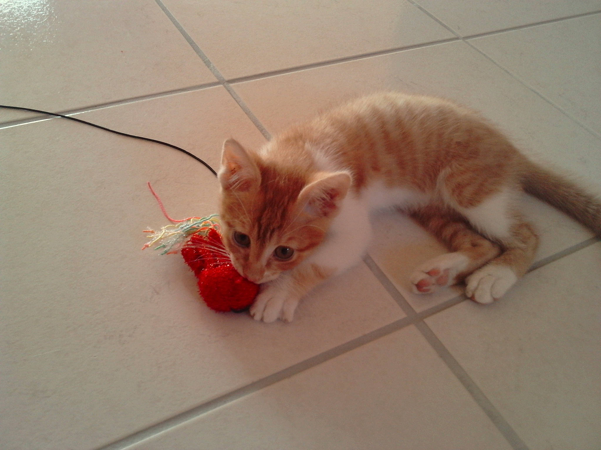 Futé participe au concours pour gagner de l'argent avec cette photo : aegean_cat, arabian_mau, carnivore, cat, claw, domestic_short_haired_cat, european_shorthair, eye, felidae, floor, fur, kitten, mammal, paw, polydactyl_cat, skin, small_to_medium_sized_cats, tabby_cat, tail, whiskers