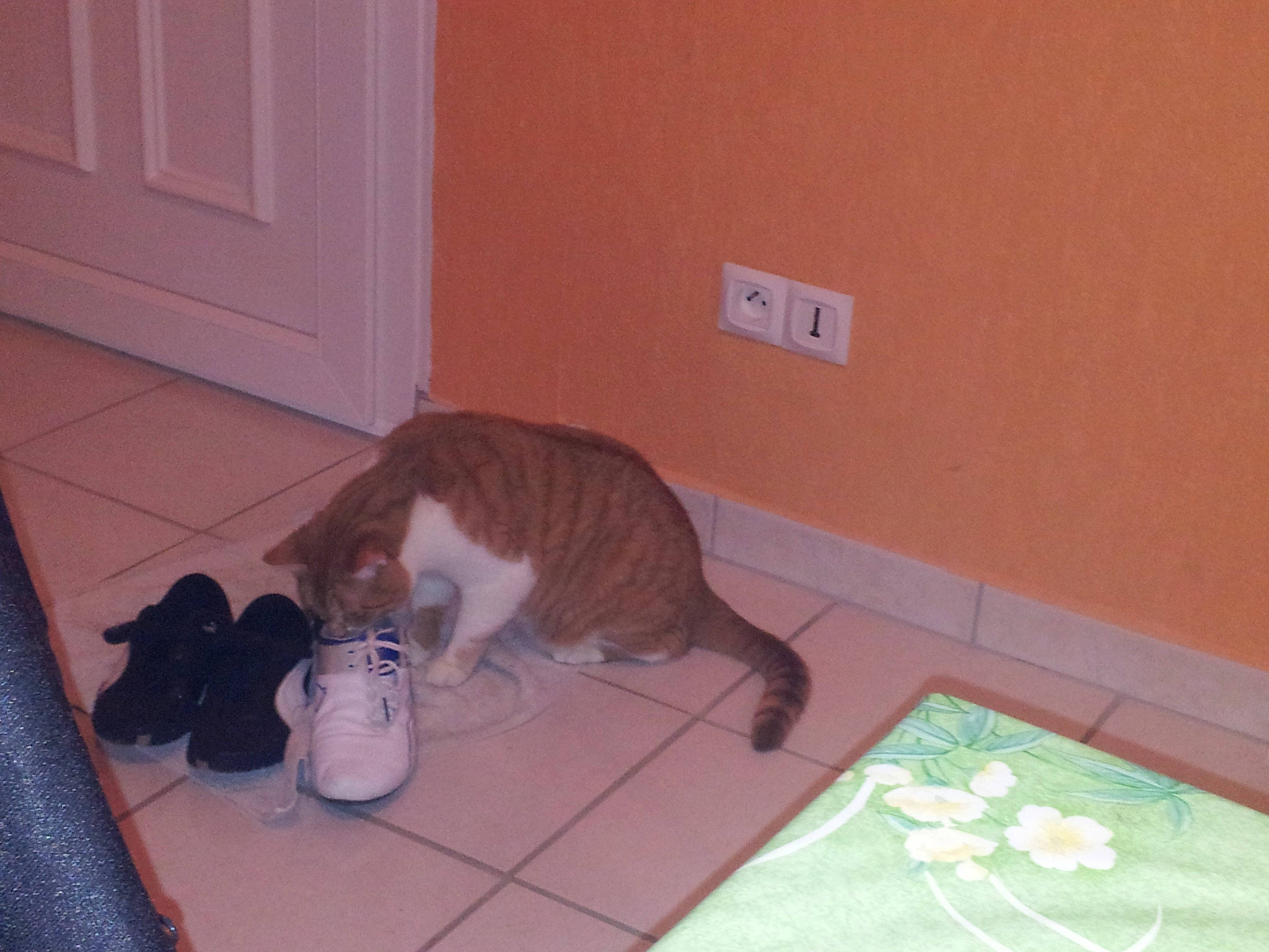 Futé participe au concours pour gagner de l'argent avec cette photo : carnivore, cat, domestic_short_haired_cat, european_shorthair, fawn, felidae, floor, flooring, kitten, polydactyl_cat, room, small_to_medium_sized_cats, tail, tile, whiskers