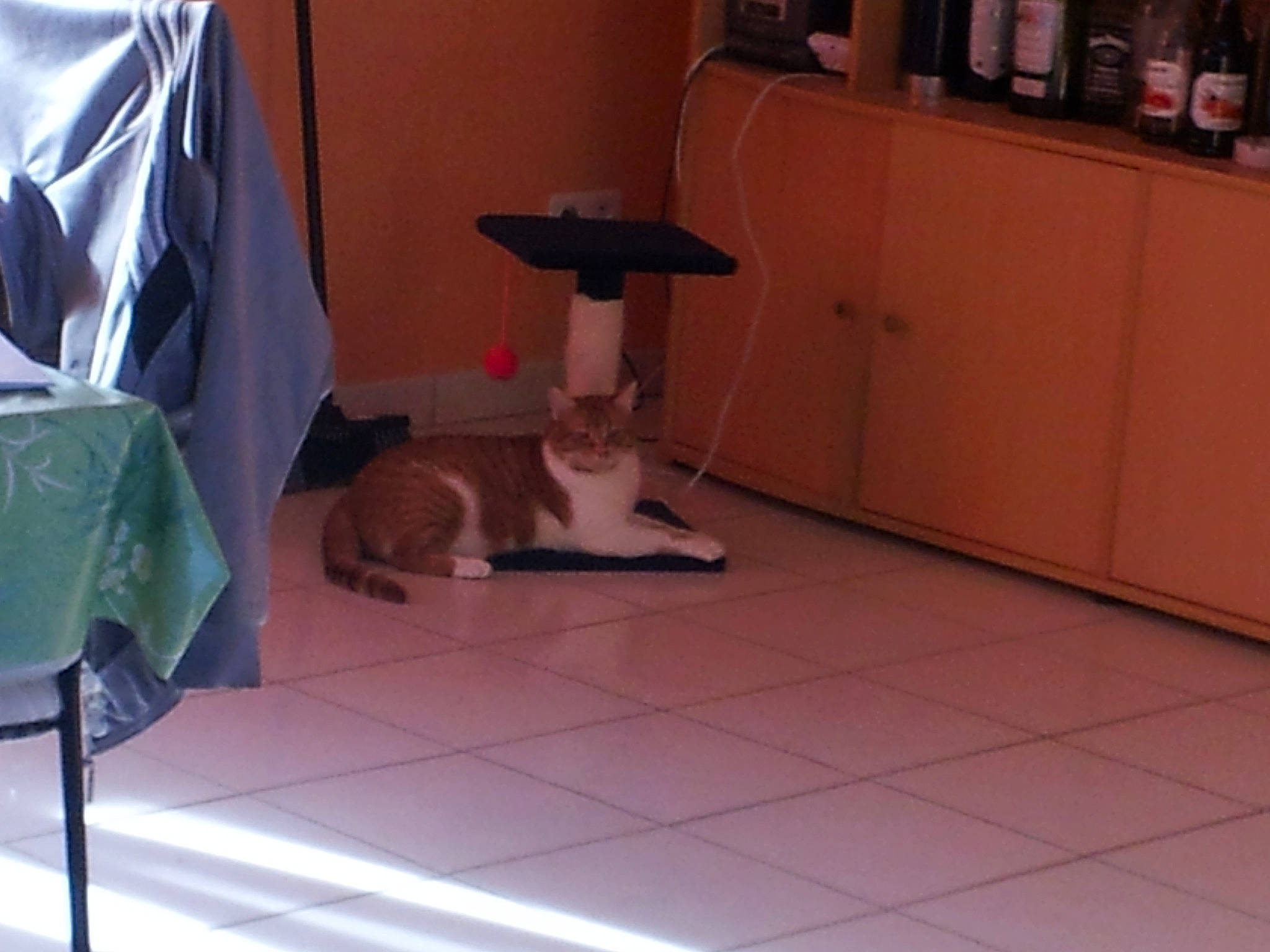 Futé a rejoint le concours — aidez-le/la à gagner de superbes lots ! carnivore, cat, fawn, felidae, floor, flooring, hardwood, kitten, leg, room, small_to_medium_sized_cats, tail, tile