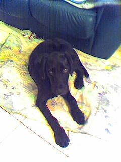 Altea participe au concours pour gagner de l'argent avec cette photo : beagador, borador, canidae, carnivore, dog, dog_breed, flat_coated_retriever, hunting_dog, labrador_retriever, mammal, patterdale_terrier, puppy, retriever, sporting_group, tail, vertebrate