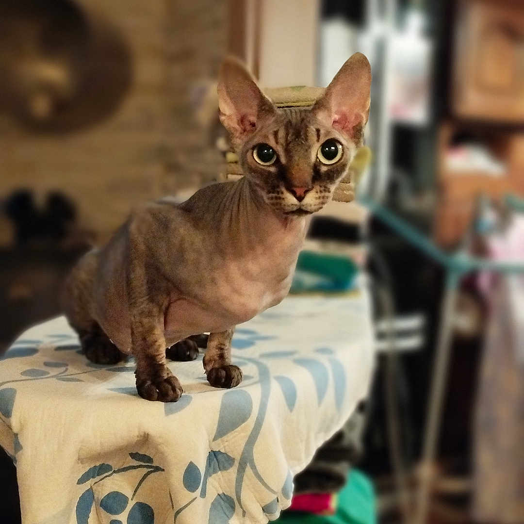 Uby a rejoint le concours — aidez-le/la à gagner de superbes lots ! abyssinian, animal, canine, cat, dog, furniture, homedecor, indoors, kitten, laundry, linen, manx, pet, plywood, siamese, tablecloth, towel, wood