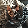 sphynx_cat, cat, pet, blanket, cozy, indoor, sofa, cushion, texture, sunlight, animal, curious, ears, eyes, warm, resting, soft, furniture, home, relaxation