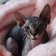 Uby a rejoint le concours — aidez-le/la à gagner de superbes lots ! sphynx_cat, hairless_cat, pet, animal, cat, cozy, blanket, pink, furless, indoors, closeup, face, ears, wrinkles, cute, resting, looking, soft_texture, comfort, portrait