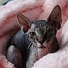 sphynx_cat, hairless_cat, pet, animal, cat, cozy, blanket, pink, furless, indoors, closeup, face, ears, wrinkles, cute, resting, looking, soft_texture, comfort, portrait