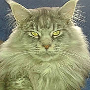 Iolan a rejoint le concours — aidez-le/la à gagner de superbes lots !