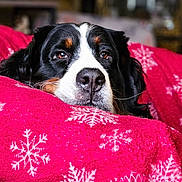 Texas participe au concours pour gagner de l'argent avec cette photo : animal, bernese_mountain_dog, blanket, closeup, comfort, couch, cozy, cute, dog, fur, indoor, nose, pet, portrait, red, relaxed, resting, snowflake_pattern, snuggled, warm