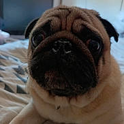 Reggae a rejoint le concours — aidez-le/la à gagner de superbes lots ! dog, pug, close_up, pet, animal, bed, indoor, wrinkles, face, fur, black_nose, ears, cute, expression, looking, lying_down, domestic_animal, mammal, snout, whiskers