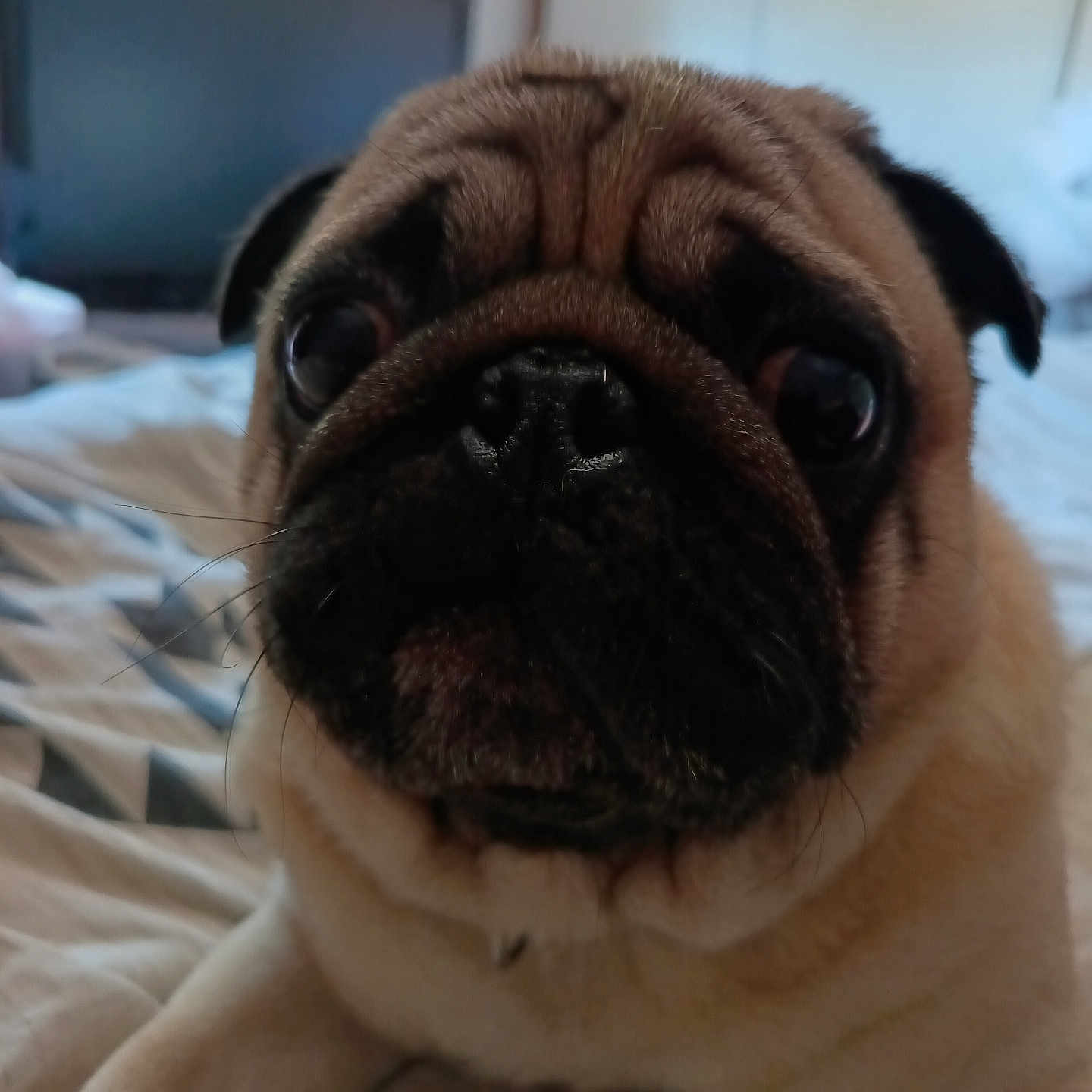 Reggae a rejoint le concours — aidez-le/la à gagner de superbes lots ! dog, pug, close_up, pet, animal, bed, indoor, wrinkles, face, fur, black_nose, ears, cute, expression, looking, lying_down, domestic_animal, mammal, snout, whiskers