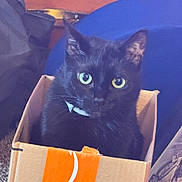 Riley Harley Moulton joined the competition — help win amazing prizes! amazon_box, animal, black_cat, box, cardboard, cat, closeup, cozy, curious, cushion, cute, domestic_cat, feline, green_eyes, indoor, looking_up, pet, playful, sitting, wooden_furniture