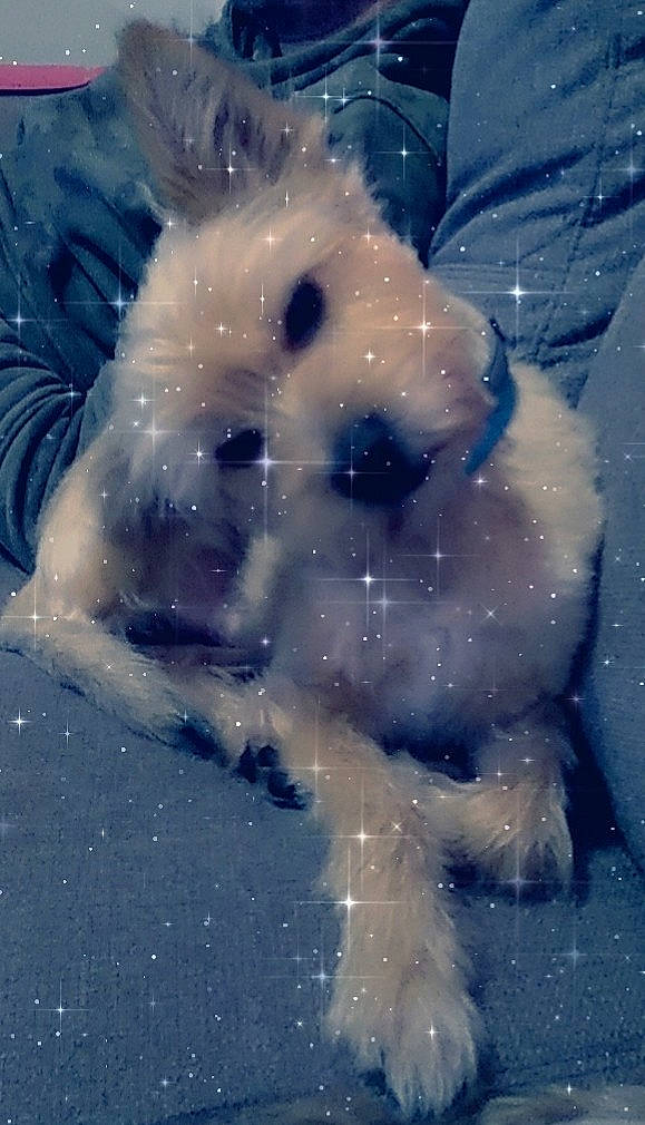 Boss participe au concours pour gagner de l'argent avec cette photo : canidae, carnivore, dog, dog_breed, maltese, non_sporting_group, puppy, rare_breed_dog, schnoodle, sealyham_terrier, snout, terrier, toy_dog, west_highland_white_terrier