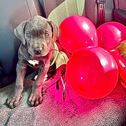 Aïka participe au concours pour gagner de l'argent avec cette photo : adorable, animal, balloons, blanket, canine, car_seat, celebration, cute, dog, eyes, festive, fur, indoor, pet, portrait, puppy, red_balloons, sitting, soft_texture, young_dog