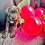 adorable, animal, balloons, blanket, canine, car_seat, celebration, cute, dog, eyes, festive, fur, indoor, pet, portrait, puppy, red_balloons, sitting, soft_texture, young_dog