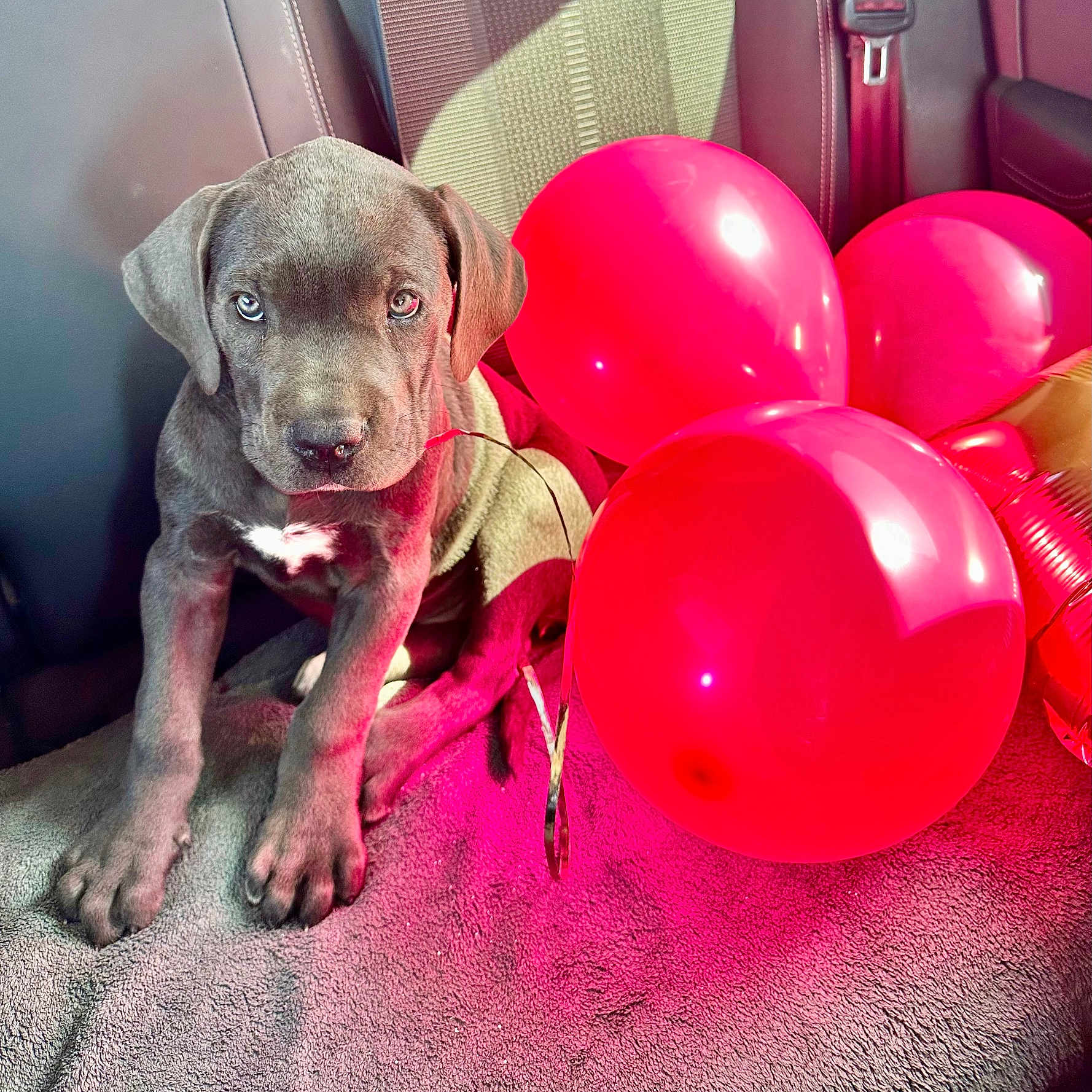Aïka participe au concours pour gagner de l'argent avec cette photo : adorable, animal, balloons, blanket, canine, car_seat, celebration, cute, dog, eyes, festive, fur, indoor, pet, portrait, puppy, red_balloons, sitting, soft_texture, young_dog
