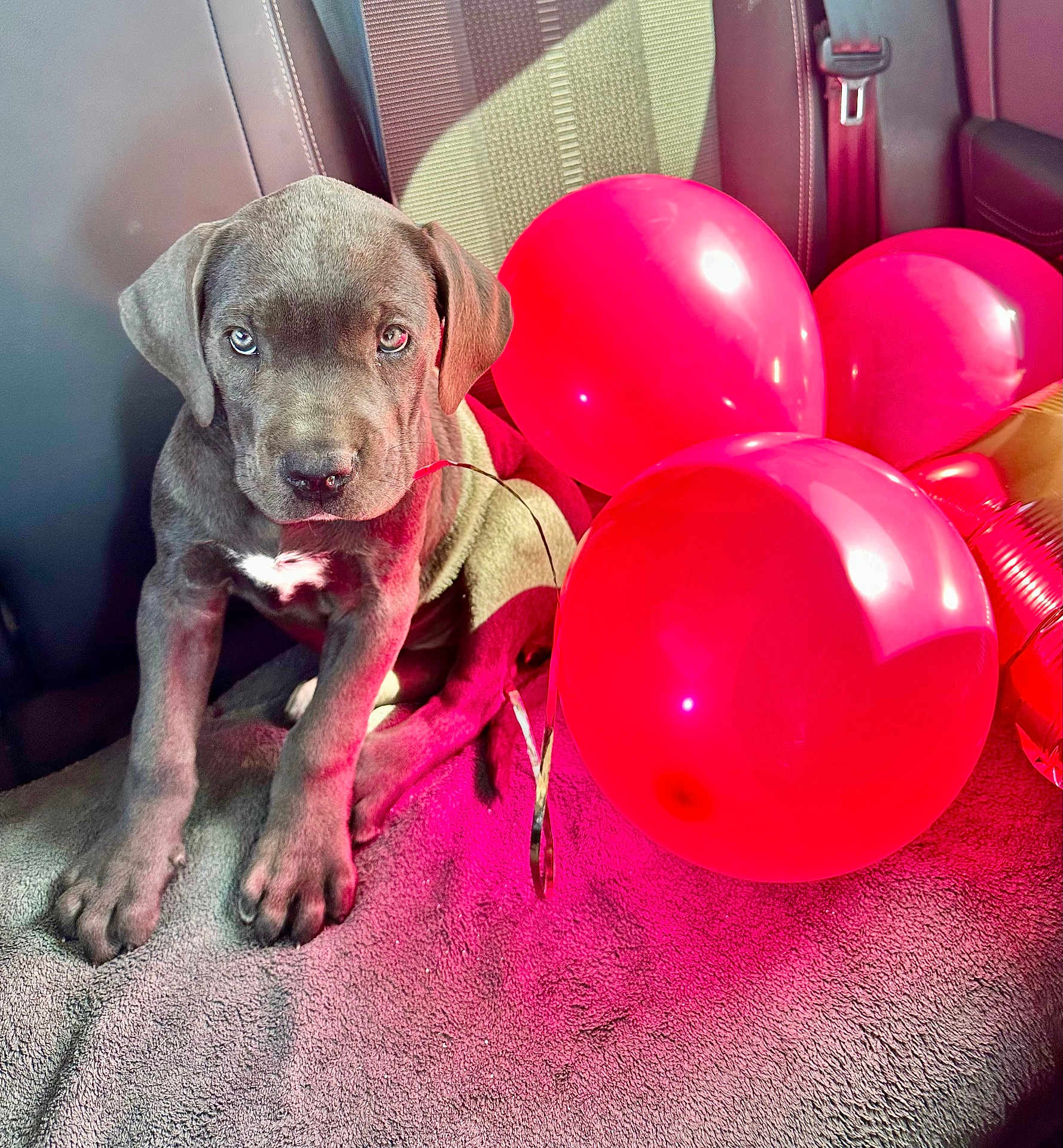 Aïka participe au concours pour gagner de l'argent avec cette photo : adorable, animal, balloons, blanket, canine, car_seat, celebration, cute, dog, eyes, festive, fur, indoor, pet, portrait, puppy, red_balloons, sitting, soft_texture, young_dog