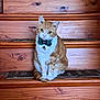 cat, orange_cat, white_cat, bow_tie, bell, wooden_stairs, stairs, pet, animal, domestic_cat, feline, sitting, indoor, curious, looking_at_camera, fur, cute, whiskers, ears, tail