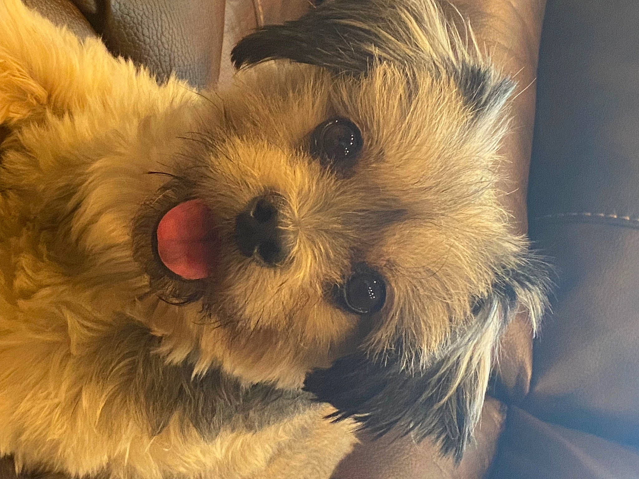 Molly is registered to the contest to win money with this photo: canidae, carnivore, companion_dog, dog, dog_breed, dog_supply, eye, fawn, fur, paw, puppy_love, small_terrier, snout, sporting_group, terrestrial_animal, terrier, toy, toy_dog, whiskers, working_animal