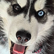 Artika a rejoint le concours — aidez-le/la à gagner de superbes lots ! dog, husky, close_up, tongue_out, heterochromia, blue_eye, brown_eye, pet, animal, fur, happy, canine, mouth, nose, collar, portrait, cute, friendly, domestic_animal, playful